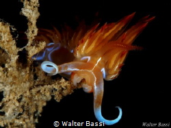 "Mammut" by Walter Bassi 